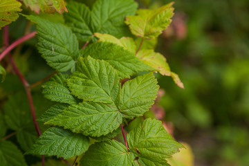 Raspberry leaves. Leaves of garden raspberries. Sheet texture. Beautiful greenery in the garden. Branch raspberry, botanic berries