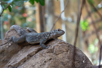 lizard on rock