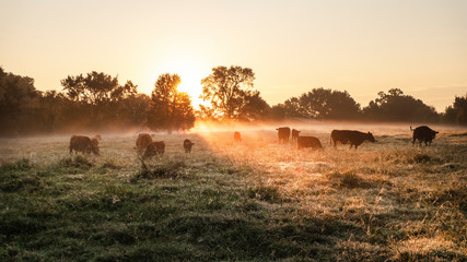 Cattle on a foggy morning in a rich green pasture