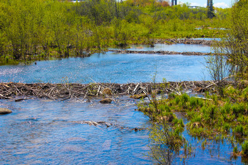 Beaver dams