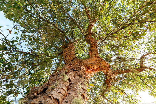 Natural trunk with bark of an old cork oak tree (Quercus suber) in portuguese landscape with evening sun, Alentejo Portugal Europe
