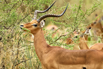 Beautiful male Impala (Aepyceros melampus)