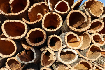 Harvested cork oak bark from the trunk of cork oak tree (Quercus suber) for industrial production...