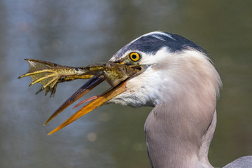 Mouthful