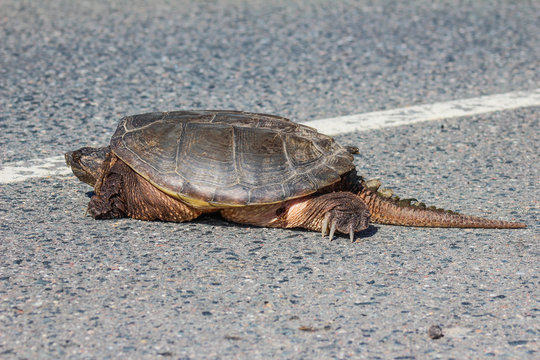 Snapping turtle crossing road