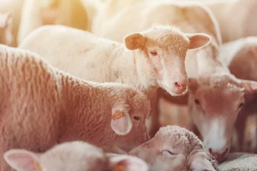 Fototapeten Lamb in sheep pen on dairy farm © Bits and Splits