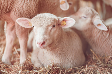 Lamb in sheep pen on dairy farm