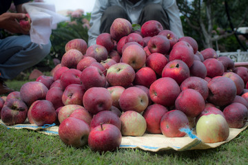 Freshly plucked apples being hand cleaned at an apple farm. 