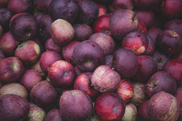 Freshly plucked apples being hand cleaned at an apple farm. 