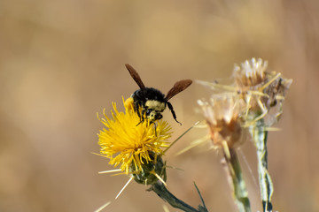 Yellow-faced Bumble Bee on a Yellow Star Thistle blossom