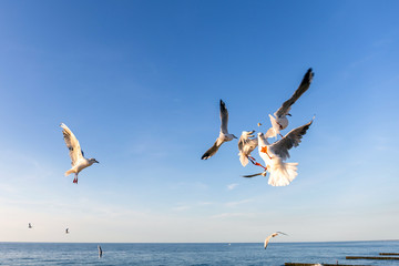 Fototapeta na wymiar seagulls over the blue sea in flight catch food