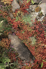 Patchwork de plantes rocailleuse