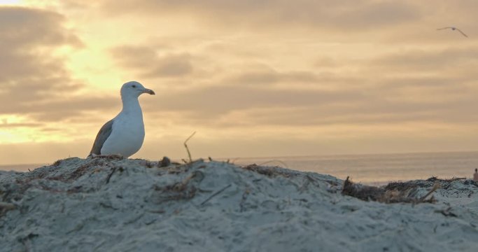 Seagull at Sunset in San Diego