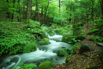 Fototapeta premium 湧水 尚仁沢 栃木