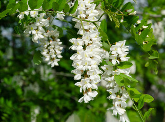 flowering acacia tree white warm spring day