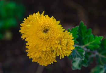 yellow chrysanthemum flowers