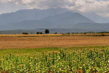 Tobacco (Nicotiana tabacum) growing in the foothills