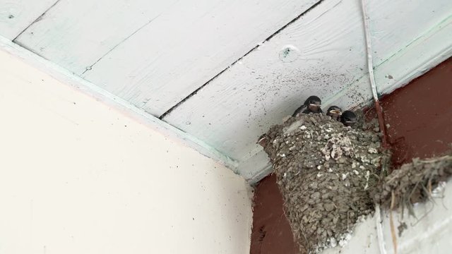 Bird home in a village house. Young swallows feed the chicks in the nest. Birds in a homely atmosphere. Summer day and birds. Chicks squeak while waiting for a breadwinner