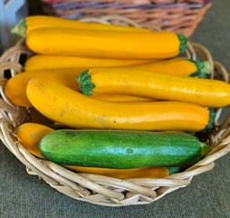 zucchini harvest