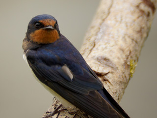 Barn Swallow