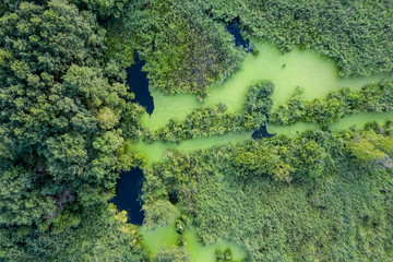 swamp view from drone. Swampy landscape. View of an impassable swamp from height. Aerial photography.