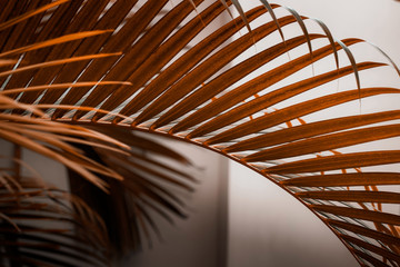 Palm tree leaves against white wall. Autumn warm earthy tones brown dark orange colors, creative colorful minimalism. Horizontal
