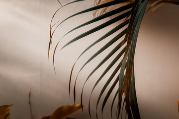 Palm tree leaves against white wall. Warm orange colors, creative colorful minimalism. Copy space for text, horizontal