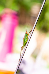 green cricket on the lid of a gray laptop computer with a pink water bottle on the background