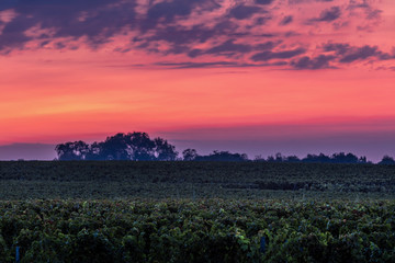 Vineyard Sunrise - Bordeaux Vineyard