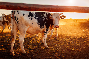 Farmer feeding cows with grass on farm yard at sunset. Cattle eating and walking outdoors.