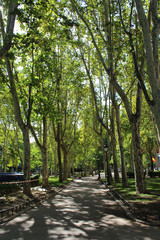 Madri