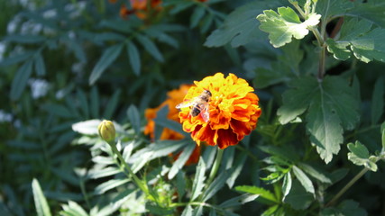 A fly sits on a flower 