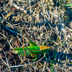 Great green bush-cricket (Tettigonia viridissima) - large species of katydid