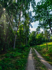 Polish wild forest with visible sun rays - Kampinos National Park, Poland