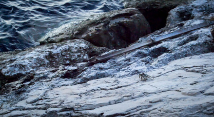 Small crab on wet rocks