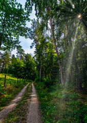 Polish wild forest with visible sun rays - Slowinski National Park, Poland