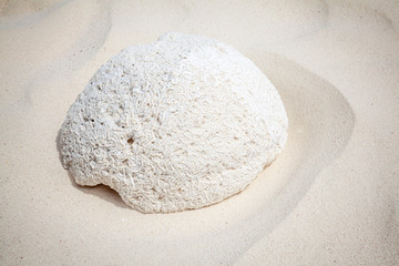 Fototapeta na wymiar Coral in Sand