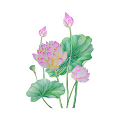 lotus flowers isolated on white background .lotus flowers Hand painted Watercolor illustrations.