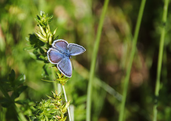 butterfly on a flower