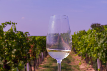 Glass of white wine with grapes in vineyard