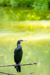Great Cormorant standing of a branch over a pond