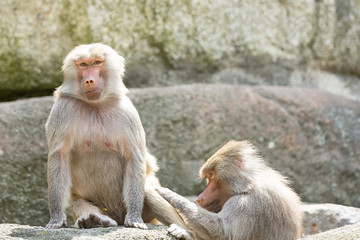 Hamadryas Baboon always friendly together