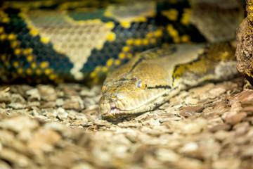 Obraz premium Reticulated Python head in a closeup