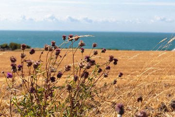 View of La Manche from Pas de Calais