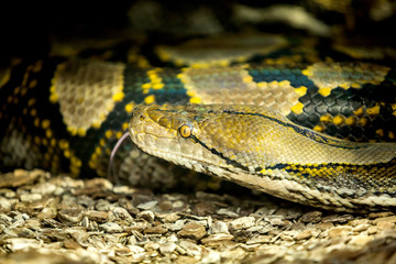 Reticulated Python head in a profile closeup