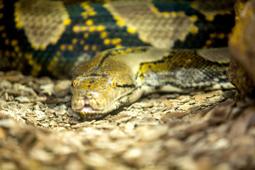Reticulated Python head in a closeup