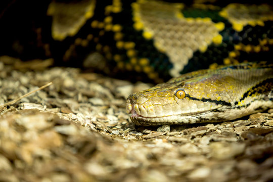 Reticulated Python head in a closeup