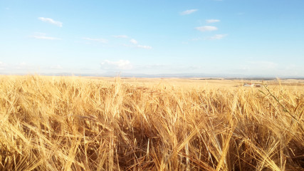 Fototapeta na wymiar Cereals to the horizon. Summer agricultural landscape of the community of Castile and Leon, Spain. Contrast yellow and blue natural colors of the calm sky. Rural.
