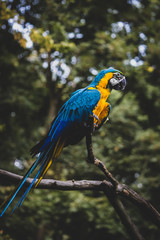 Parrot at Tierpark Zittau