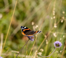 red admiral butterfly on a flower